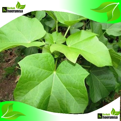 

Daun Jarak Segar 100 Lembar herbal alami fresh