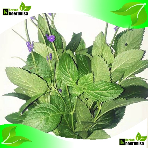 

Daun Jarong / pecut Kuda/segar 1 kg herbal freh