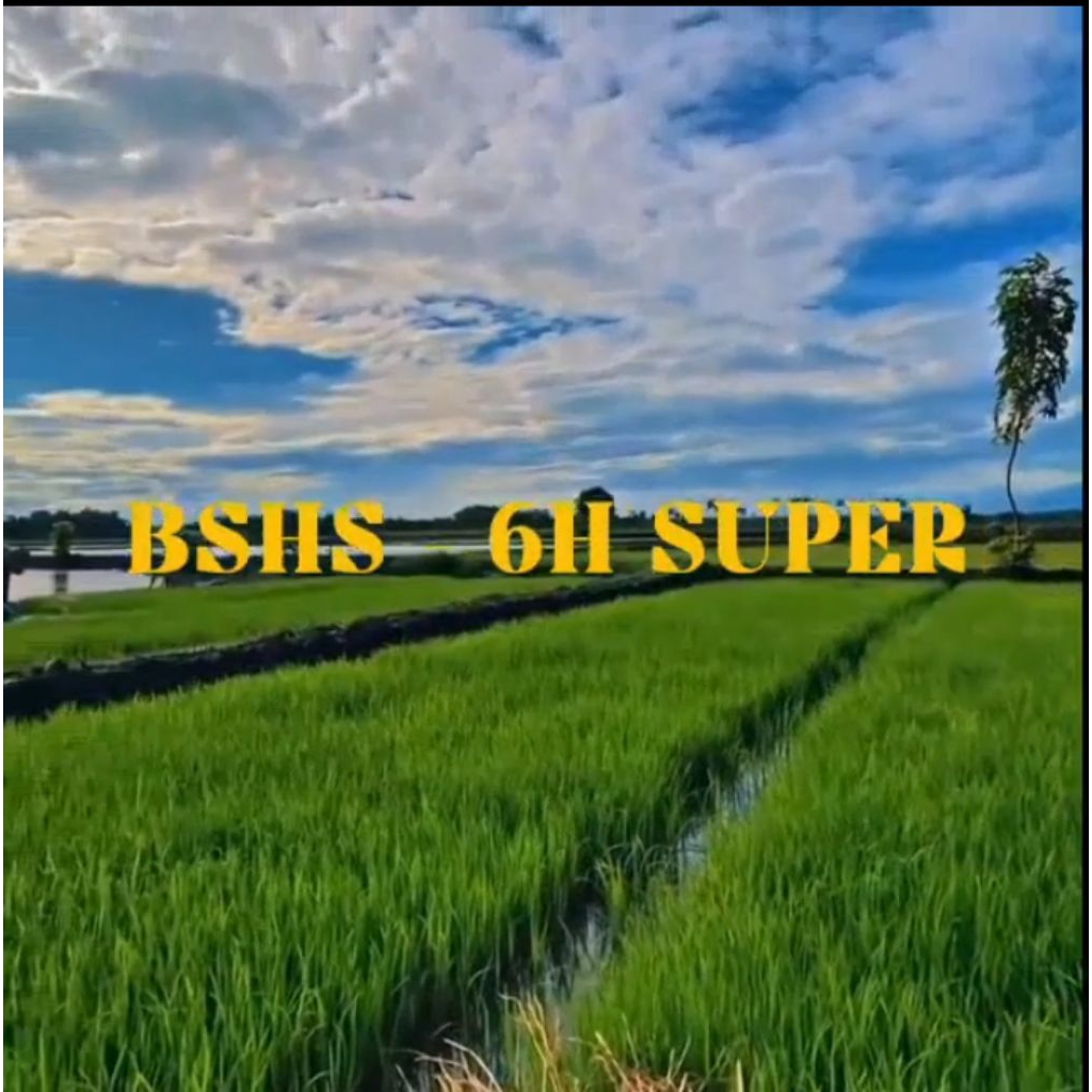 (5kg) Benih padi HIBRIDA BSHS SUPER Bibit padi super unggul berkualitas premium