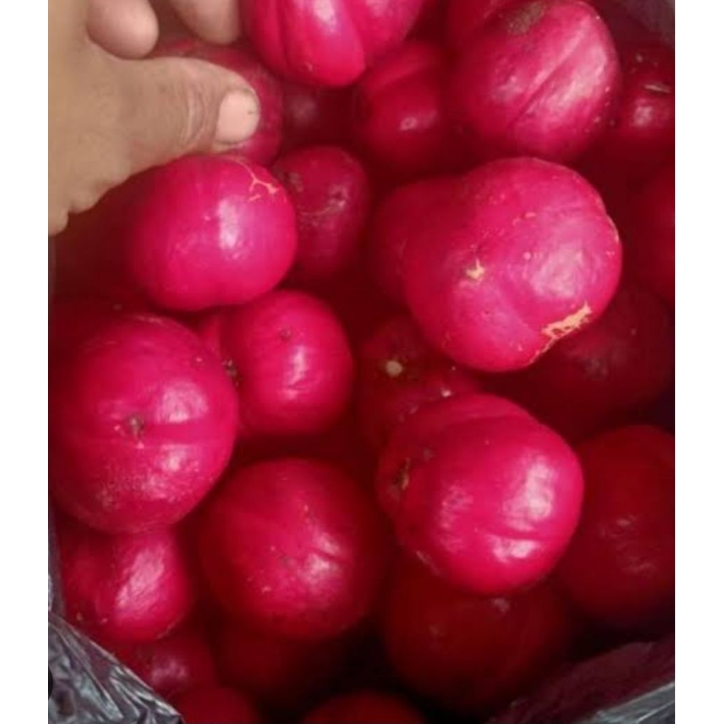 

Buah mahkota dewa segar alami 100 gram