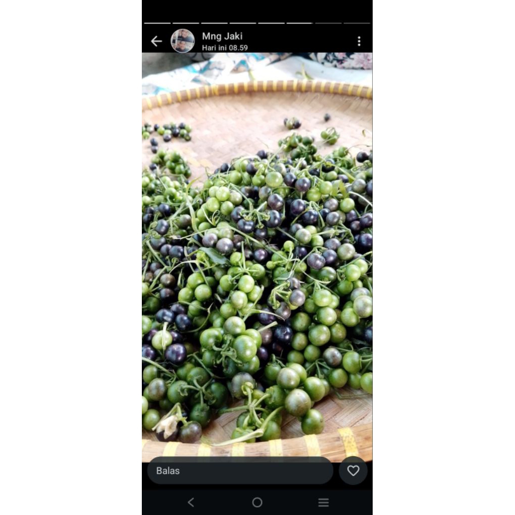 

lencca seger asli kebun ku murah 500 cuma 10rb