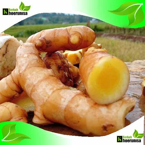 

Temu Mangga Segar 1 kg rempah dan herbal alami