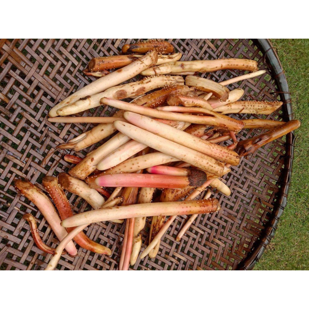 

Akar pohon pinang atau jembe 500gr