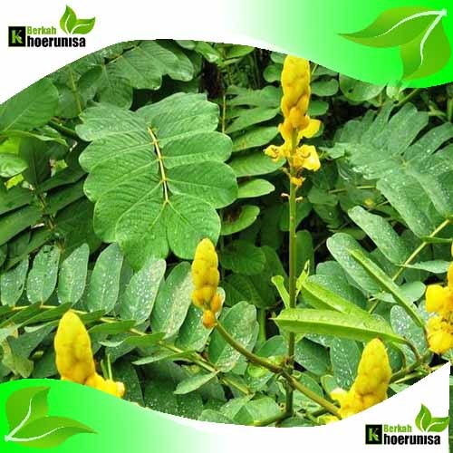 

Daun Kimanila/Ketepeng Fresh herbal 100 lembar