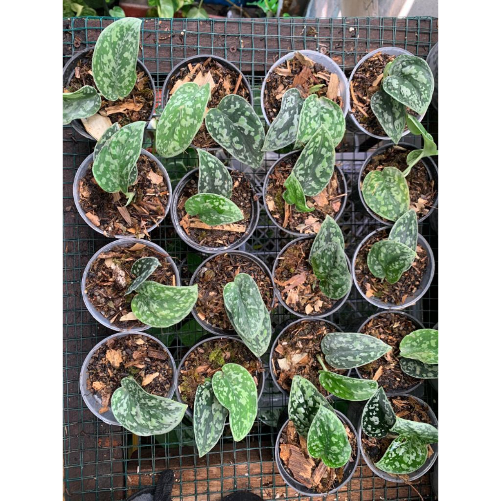 scindapsus borneo tricolor | scindapsus Tricoulor