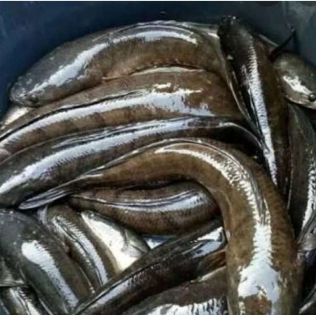 

ikan gabus hidup 1 kg