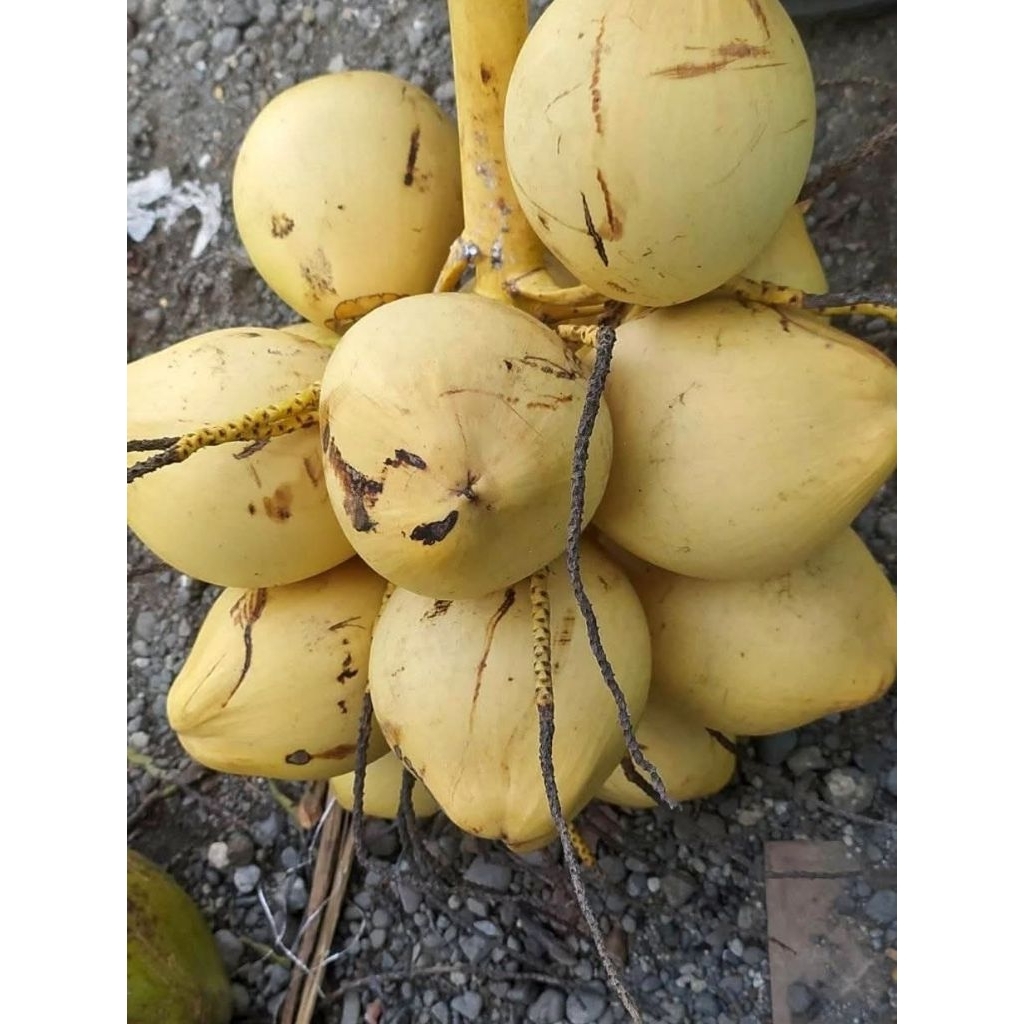 

kelapa gading / kelapa sajen