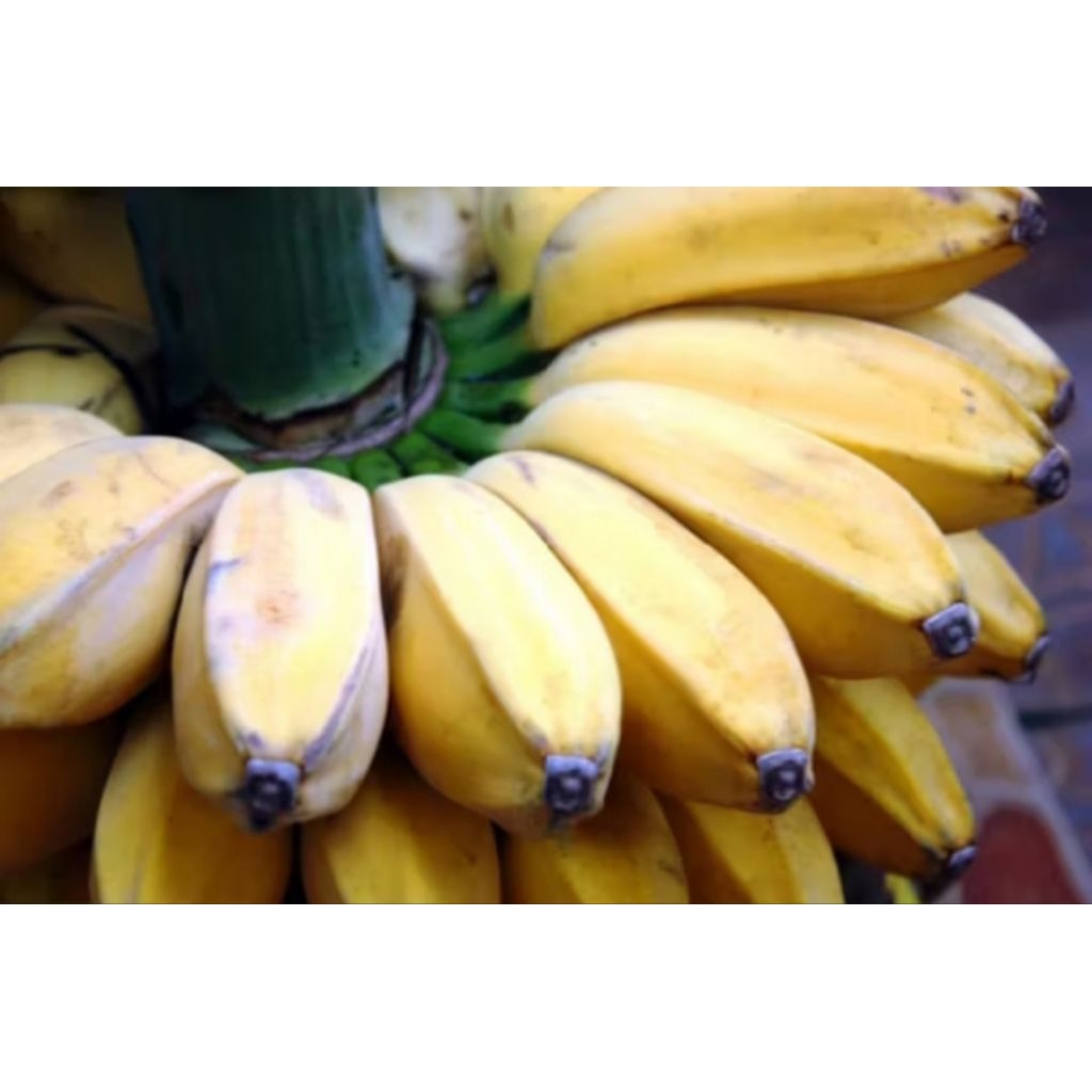 

Pisang kepok -+1000 gram