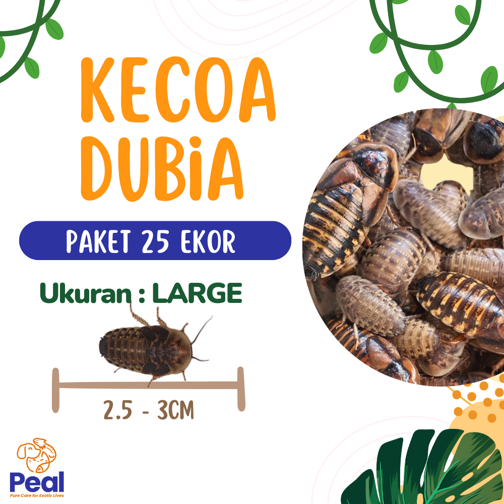 Paket 25 ekor Kecoa Dubia ukuran 2.5 - 3cm (Pakan Reptil/Pakan Gecko/Pakan Alami/Pakan Bearded Drago