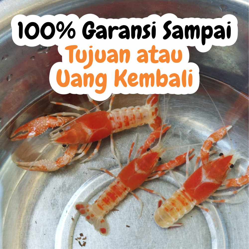 Lobster Hias Red Ghost Thailand – Lobster Air Tawar Hidup Warna Merah Cerah untuk Ikan Hias Aquascap