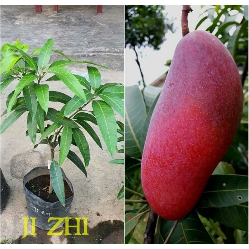 Tanaman Mangga Ji Zhi