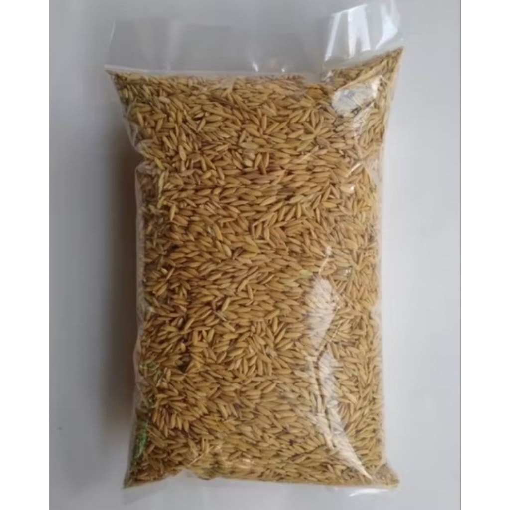 

Gabah Kering Beras Putih 1Kg Berkualitas, Bersih & Ekonomis