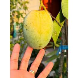 

Tanaman Mangga PerSimmon