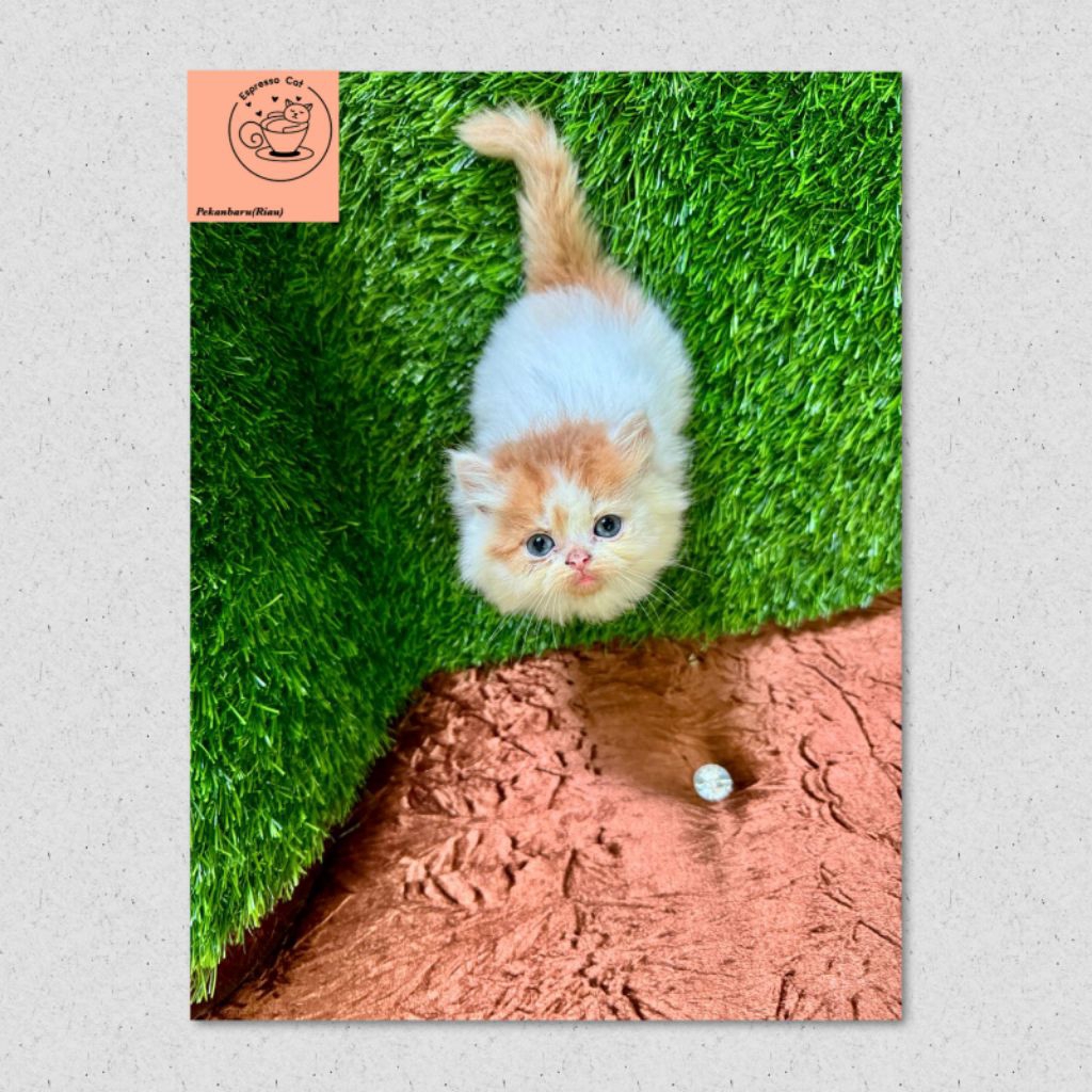 kitten kucing persia flatnose peaknose