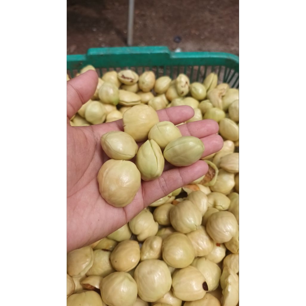 

Jengkol_tua_tanpa_kulit