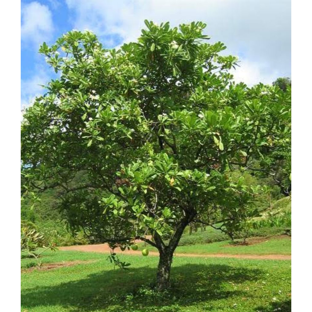 

Akar pohon bintaro asli organik berat 1 kg rempah asli indonesia