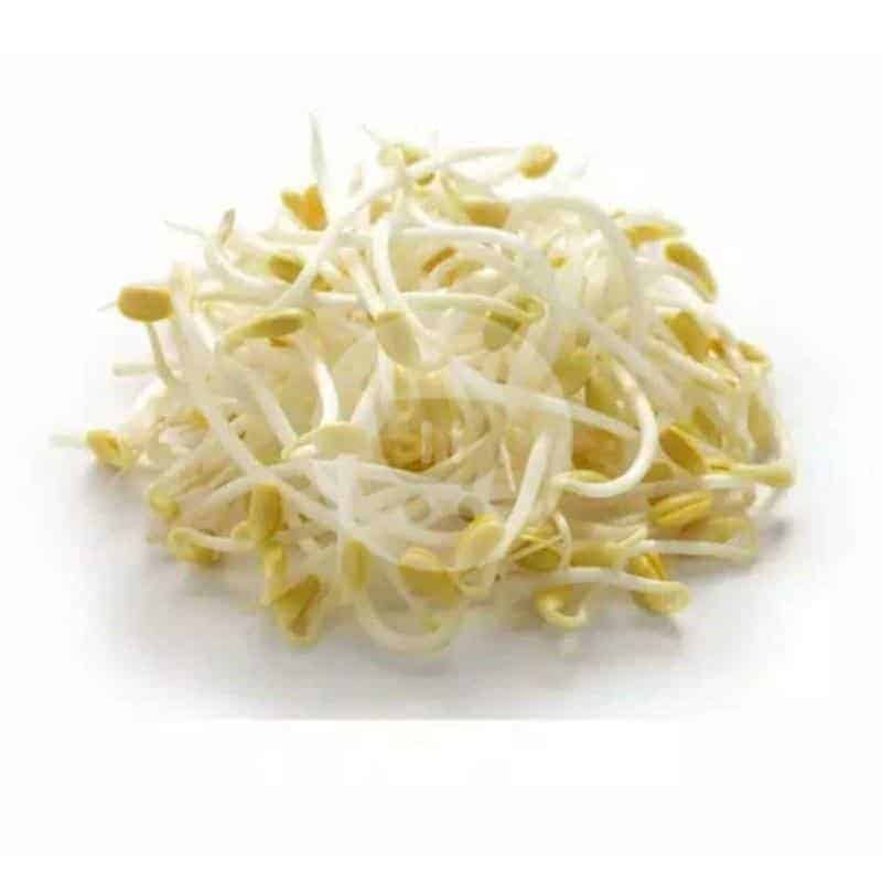 TOGE TAOGE KEDELAI / TOGE KECAMBAH