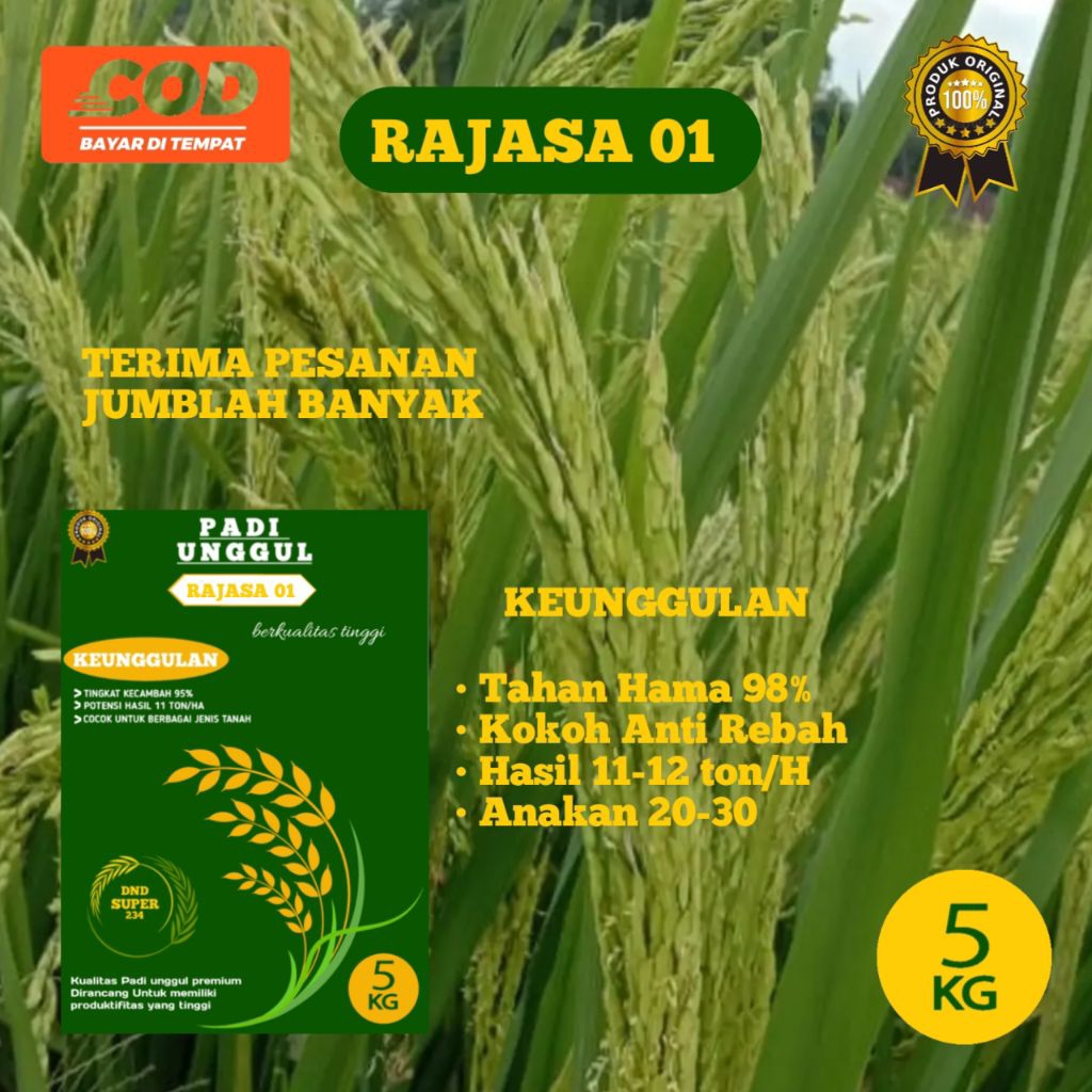 BENIH PADI RAJASA 01 BENIH PADI UNGGU 1000 BUTIR