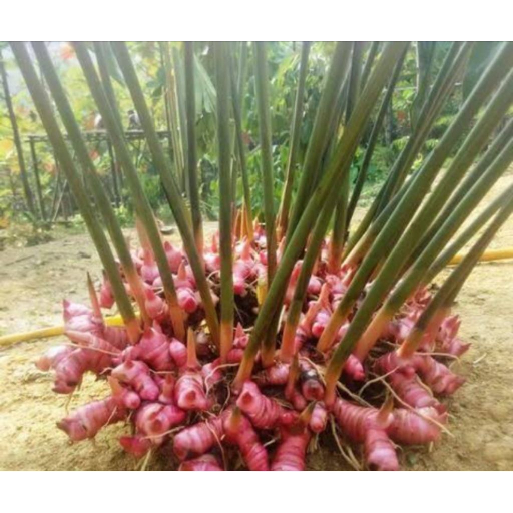 

lengkowas merah bersih super pilihan.1kg