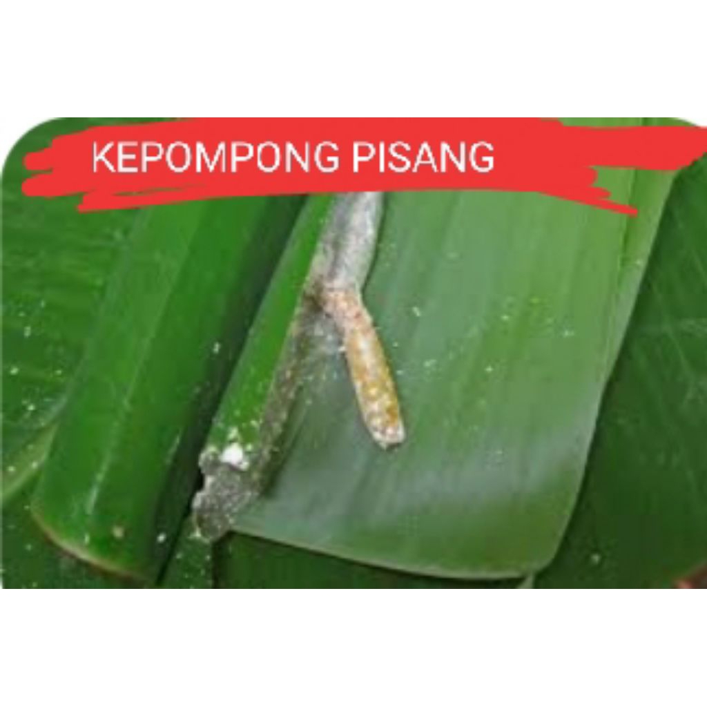 KEPOMPONG PISANG