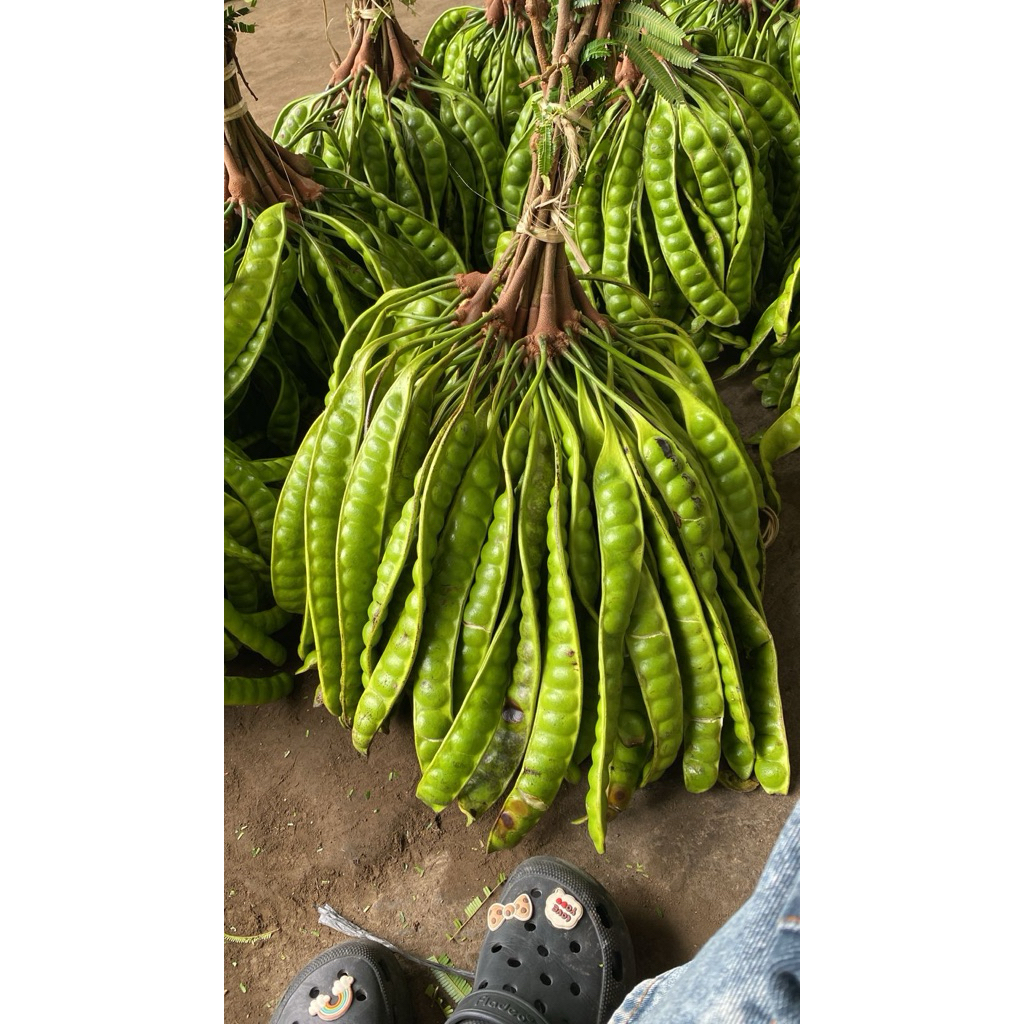 

PETE PADI BOYOLALI (RASA MANIS) FRESS PETIKAN BARU