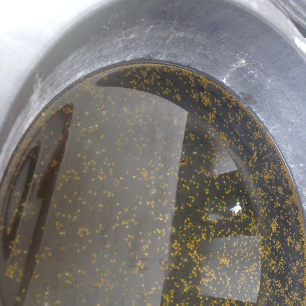 larva gurame soang 100-500 ekor