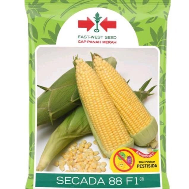 

PROMO TERBATAS !!! Benih Jagung Manis SECADA 88 F1 Isi 1750 Butir ORIGINAL KEMASAN PABRIK