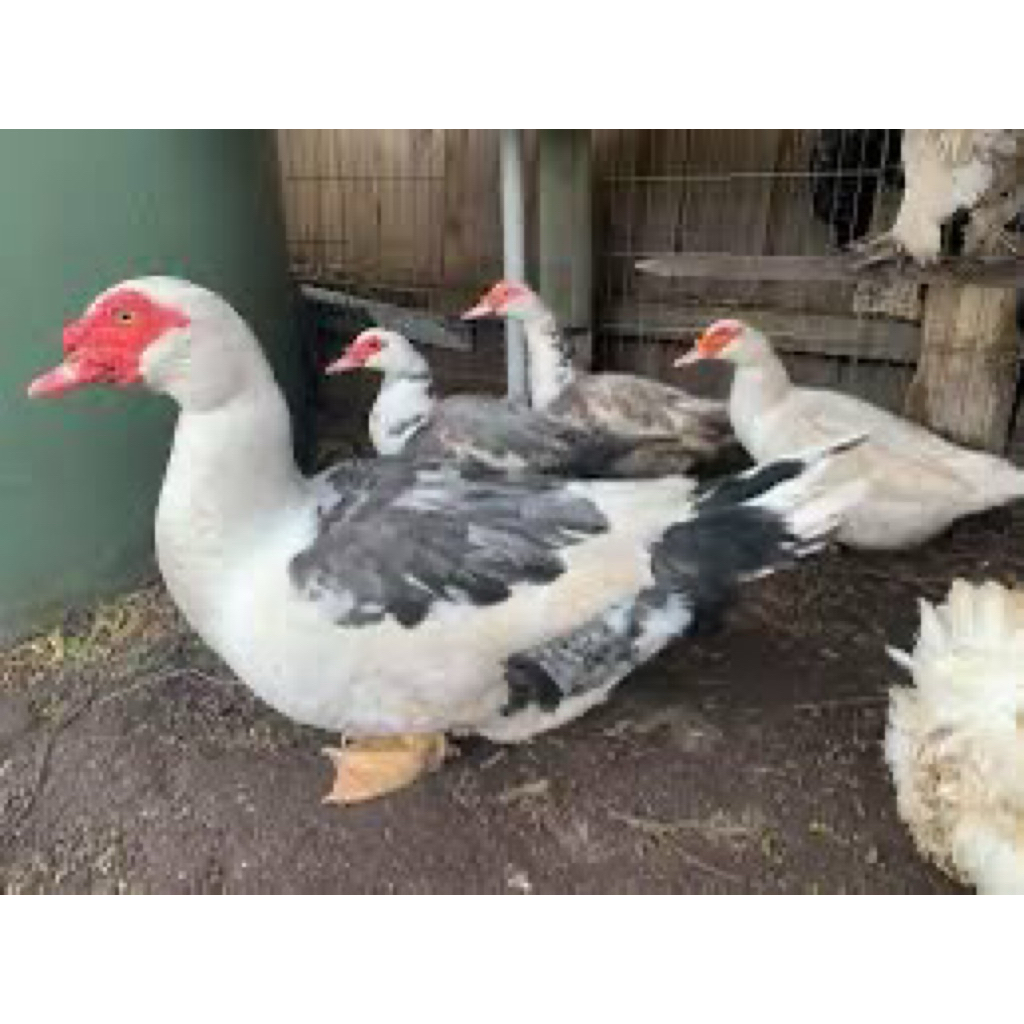 TELUR FERTIL MENTOK RAMBON UNTUK DITETASKAN