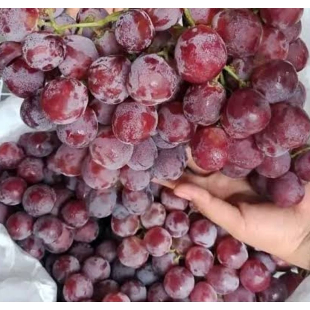 

Buah Anggur merah | Anggur Red Globe