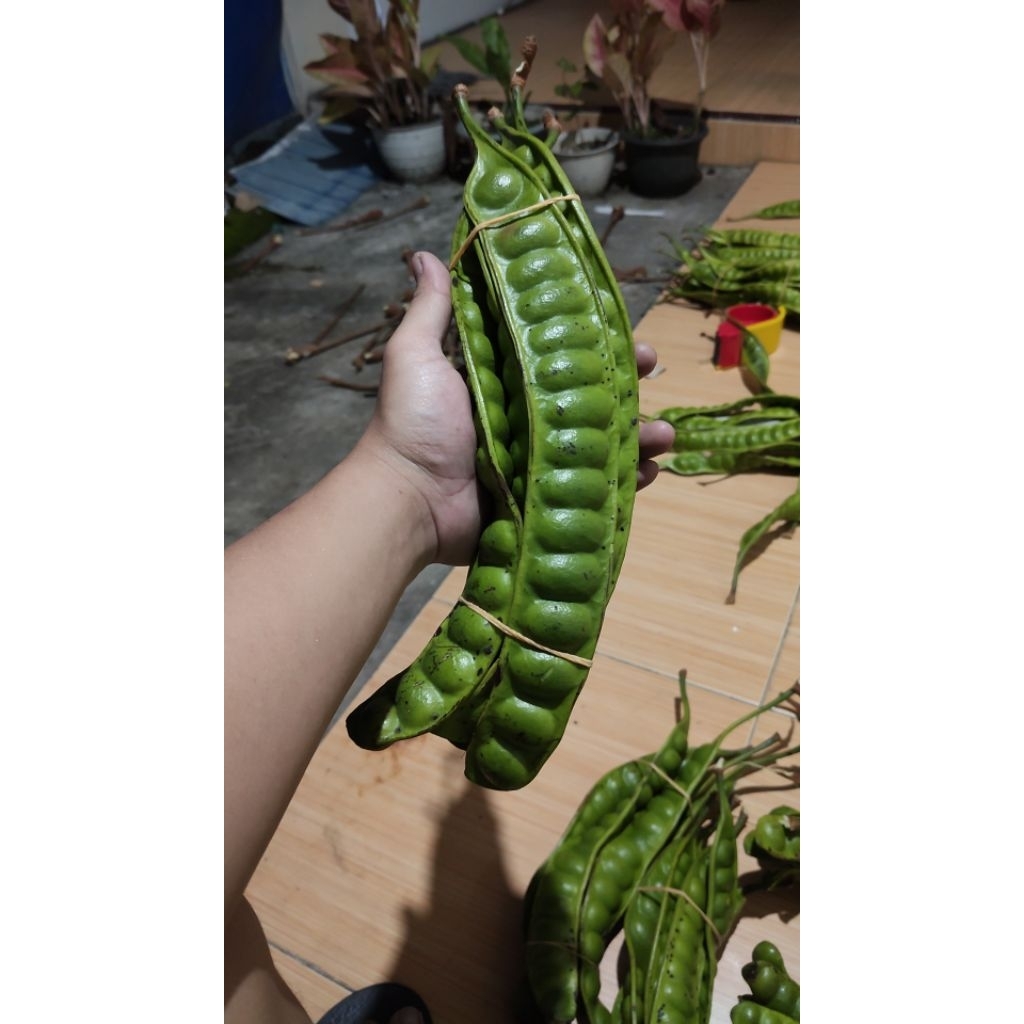 

PETE TUA KUALITAS STANDAR ISI 10 PAPAN