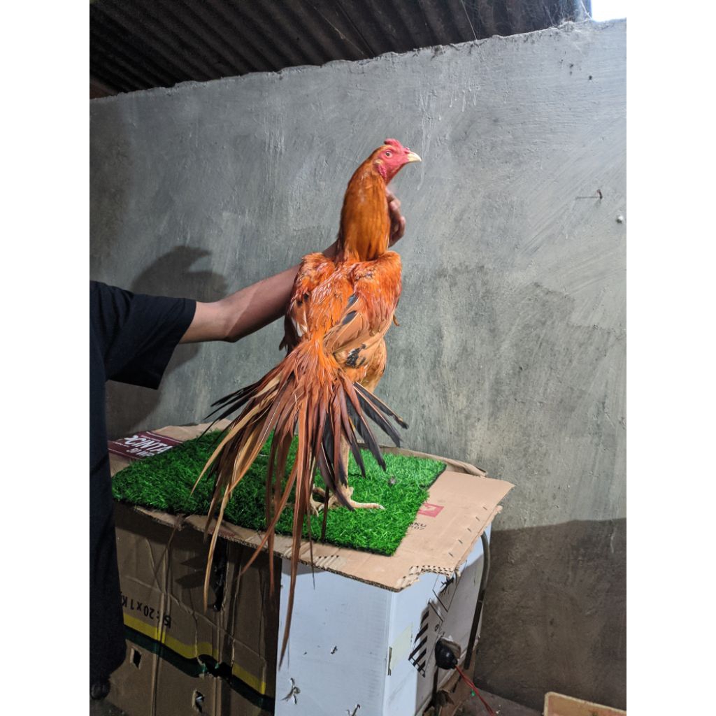 telur ayam ekor lidi fertil