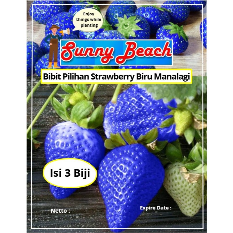Bibit Pilihan Strawberry Biru Manalagi | Biji Benih Strawberry Biru | Strawberry Biru