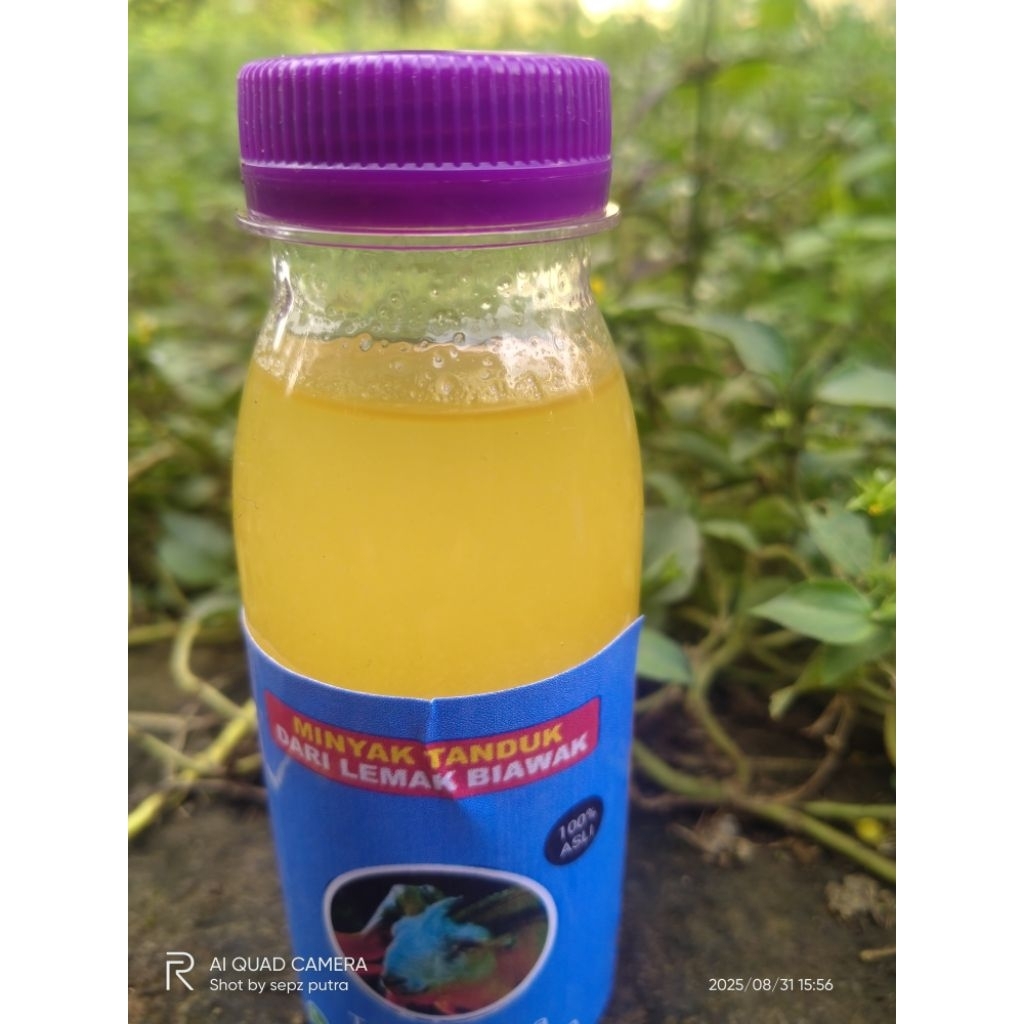 

minyak penyubur tanduk dari lemak biawak isi 500ml