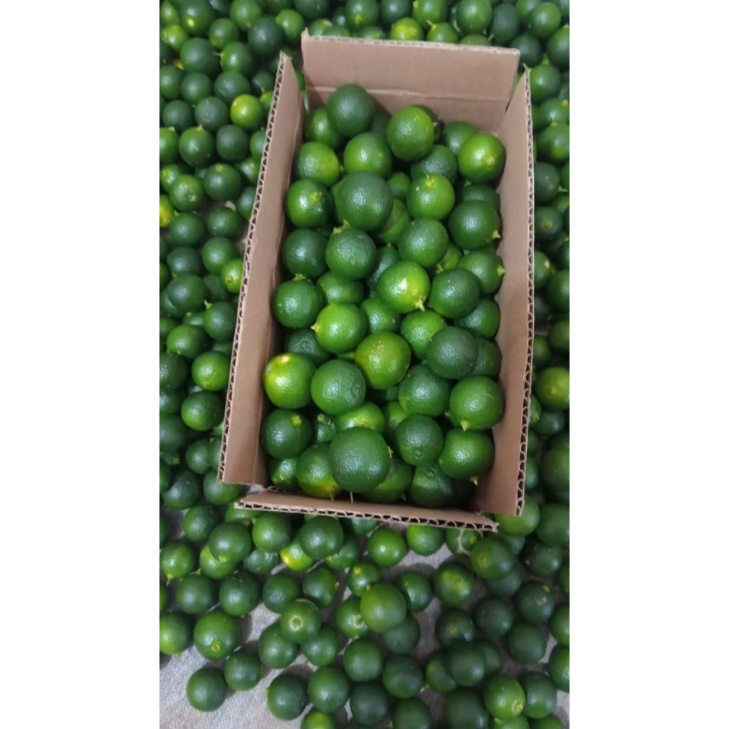 

1kg jeruk Sonkit kasturi lemon ciu jeruk kunci(sedang)