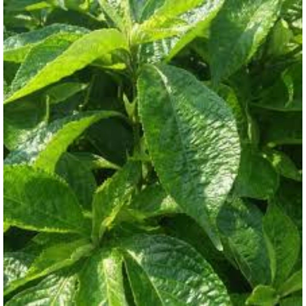 

daun kaca beling/pecahbeling dari bogor 500gr