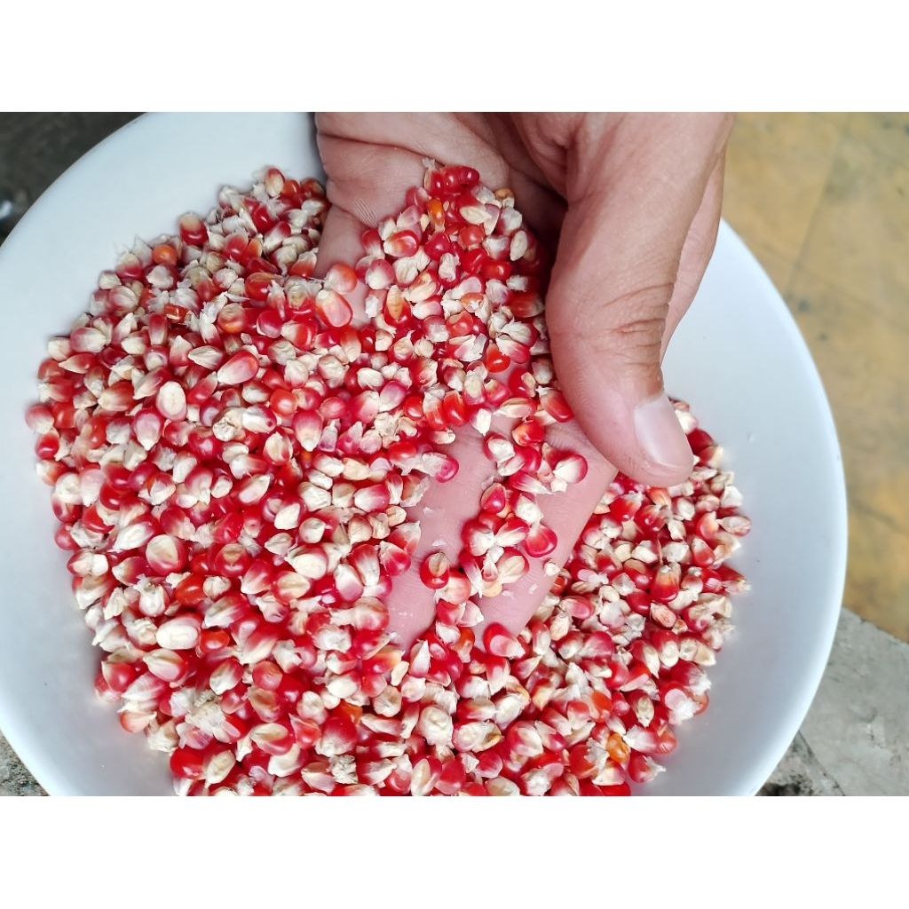 Jagung Merah Super asli Cililin & Padalarang, pakan Burung Merpati 1 kg