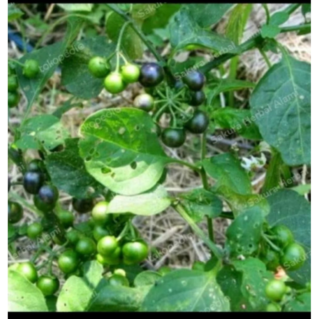 

Buah leunca sayur segar 100gram