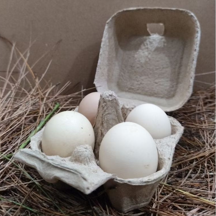 

Telur ayam kampung fresh