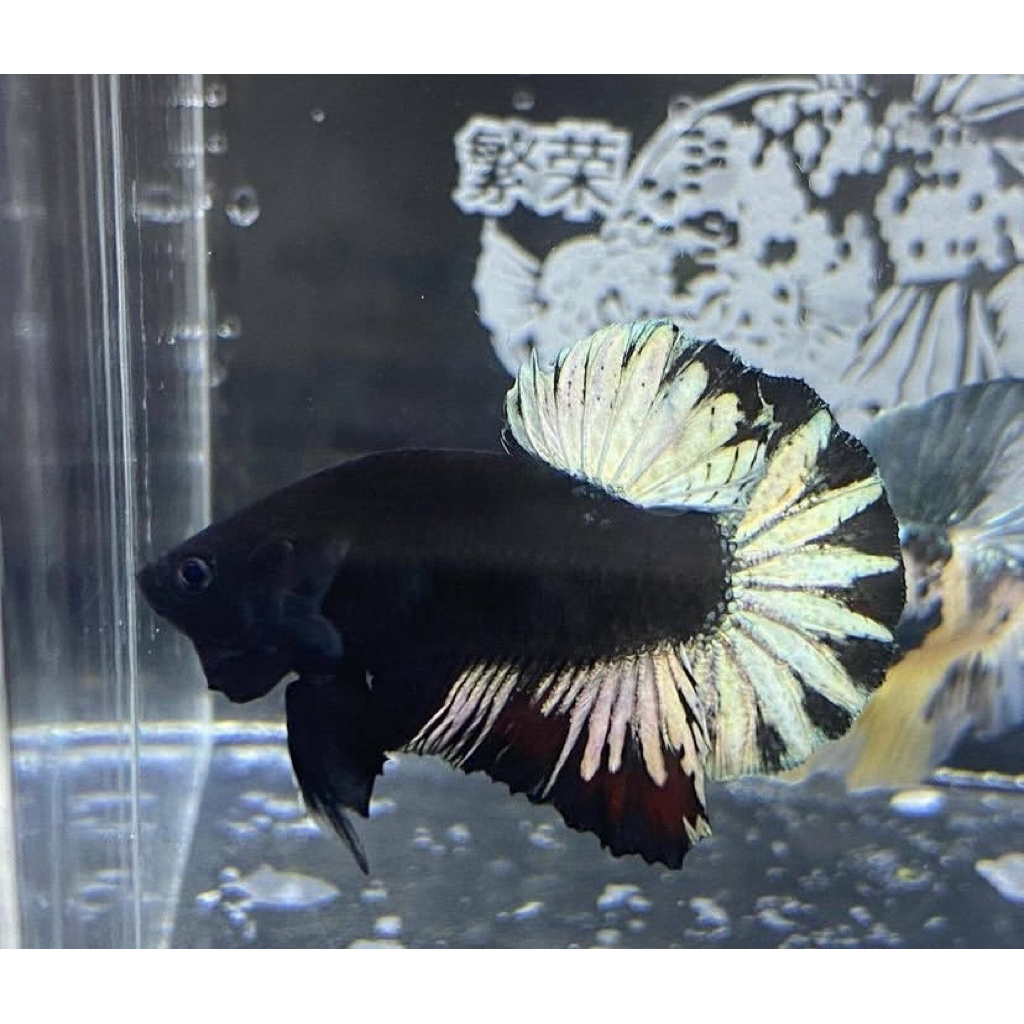 cupang black king aduan paling galak, jantan istimewa, kualitas paling bagus