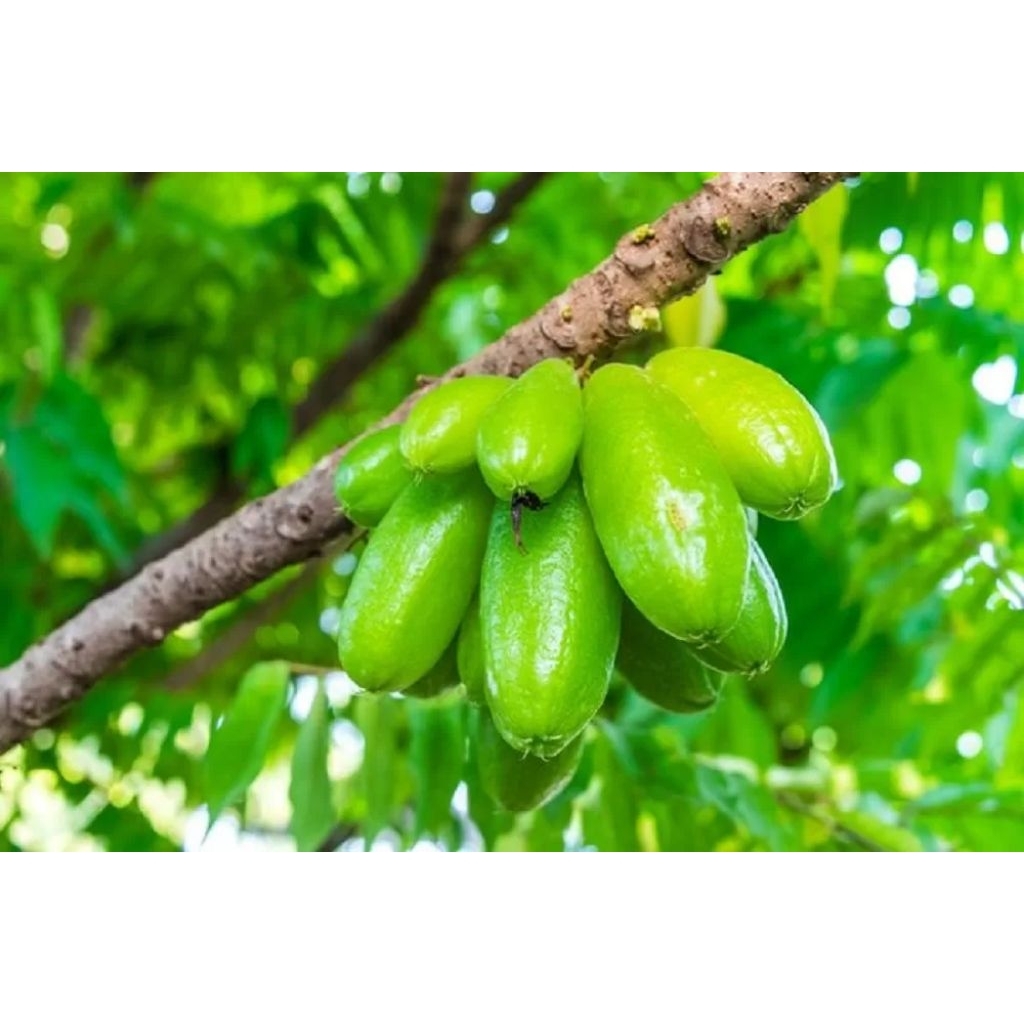 

belimbing wuluh 500gram