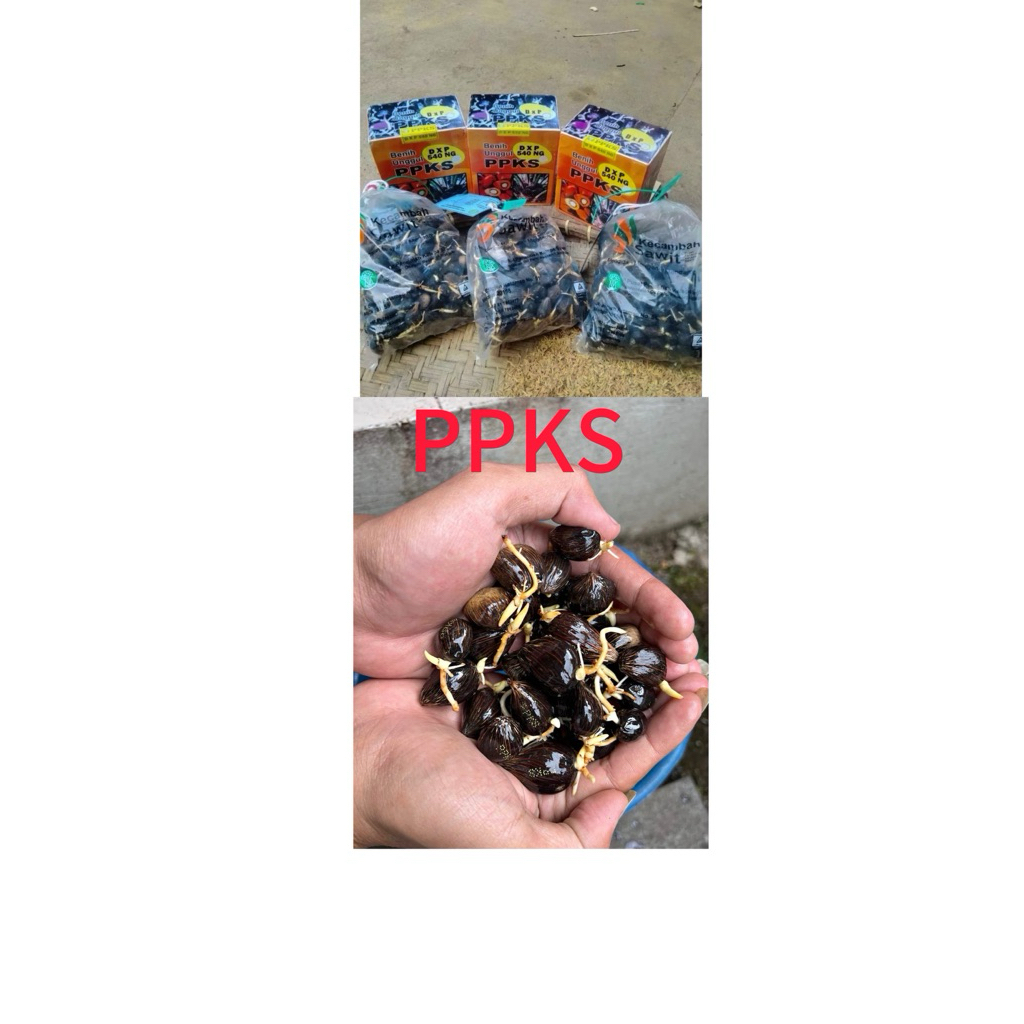 BIBIT KECAMBAH SAWIT PPKS