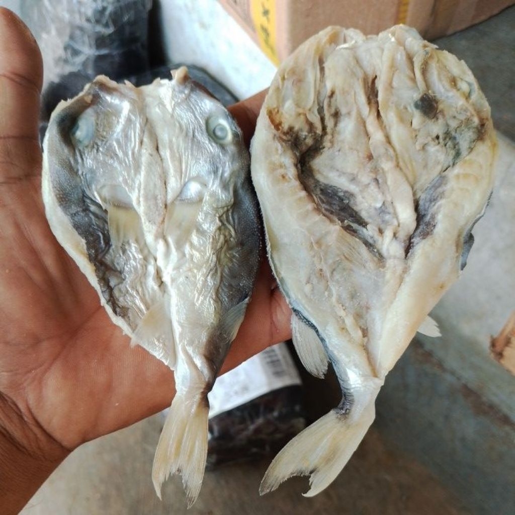 

ikan asin buntal/buntek