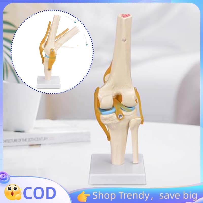 Model Anatomi Sendi Lutut Knee Joint Anatomi Sendi Lutut Manusia Anatomi Tulang