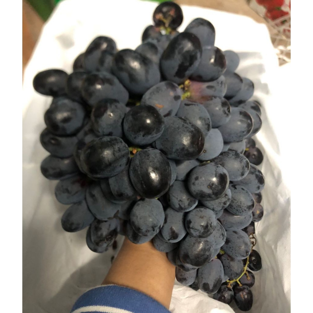 

Anggur Autumn Black Peacock /kg