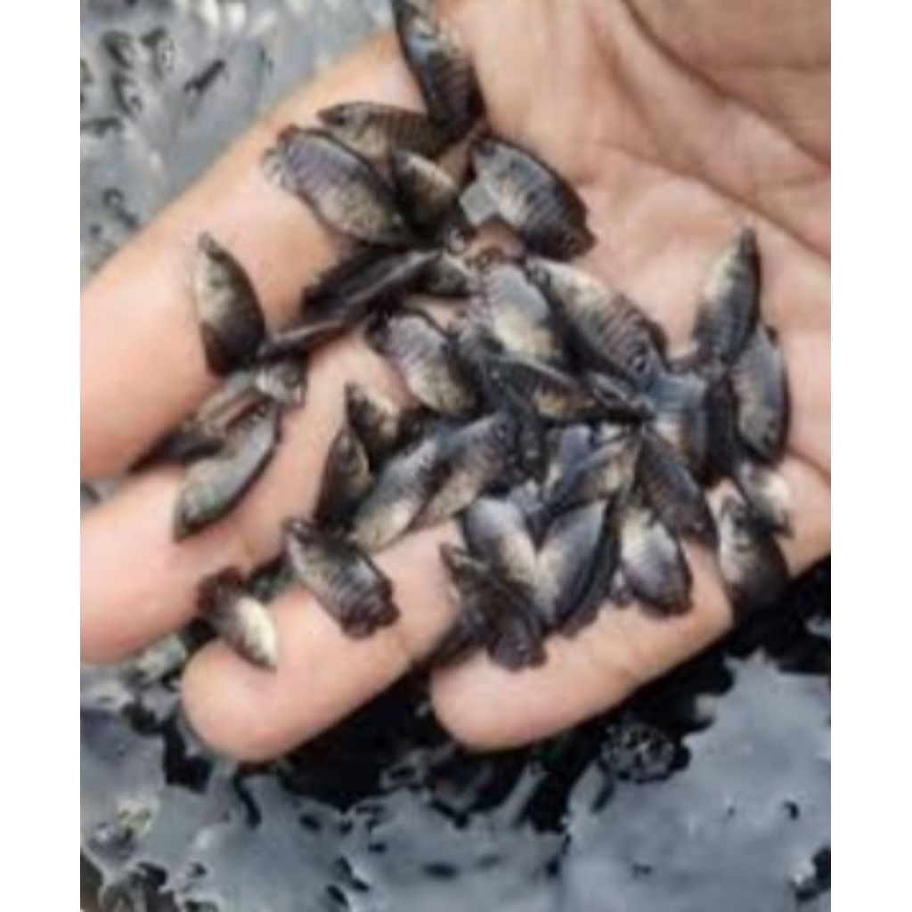 100 ekor gurame soang nguaci