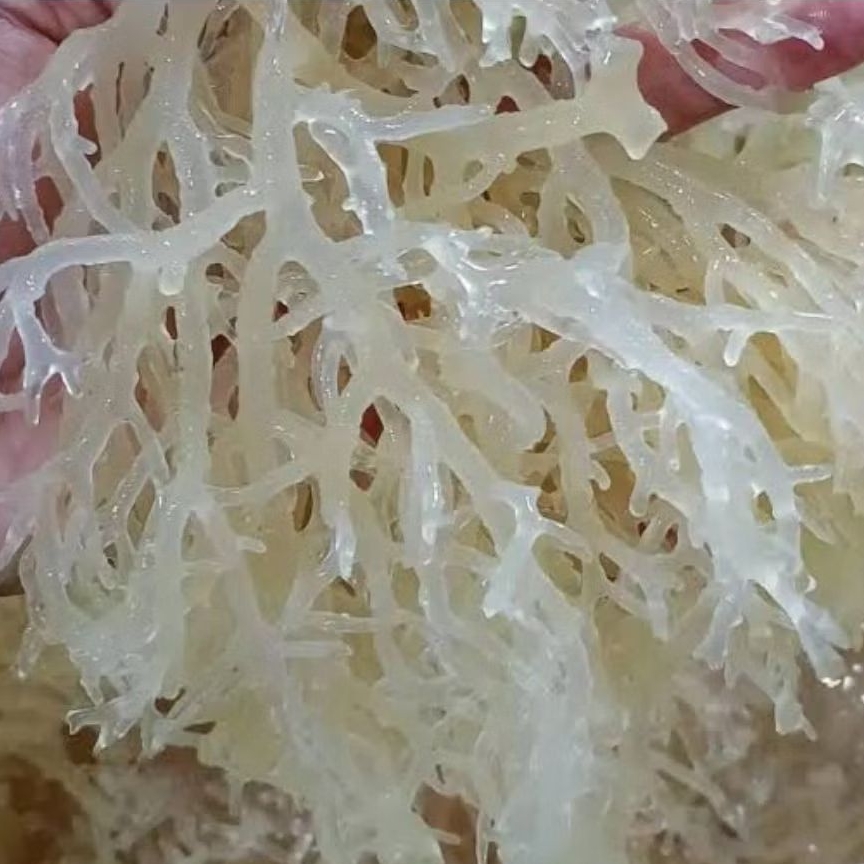 RUMPUT LAUT KERING PUTIH PREMIUM