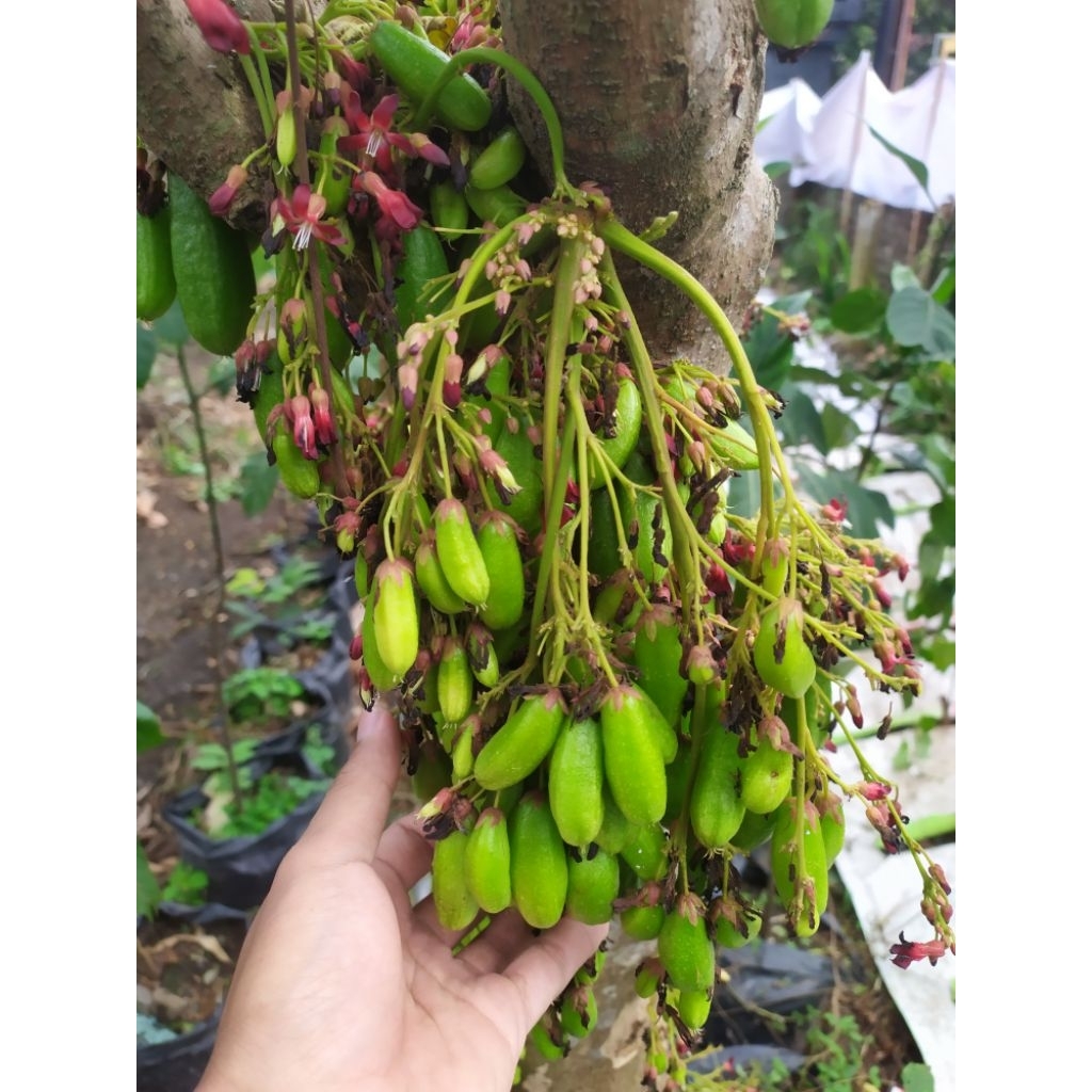 

Belimbing Wuluh 500 gram