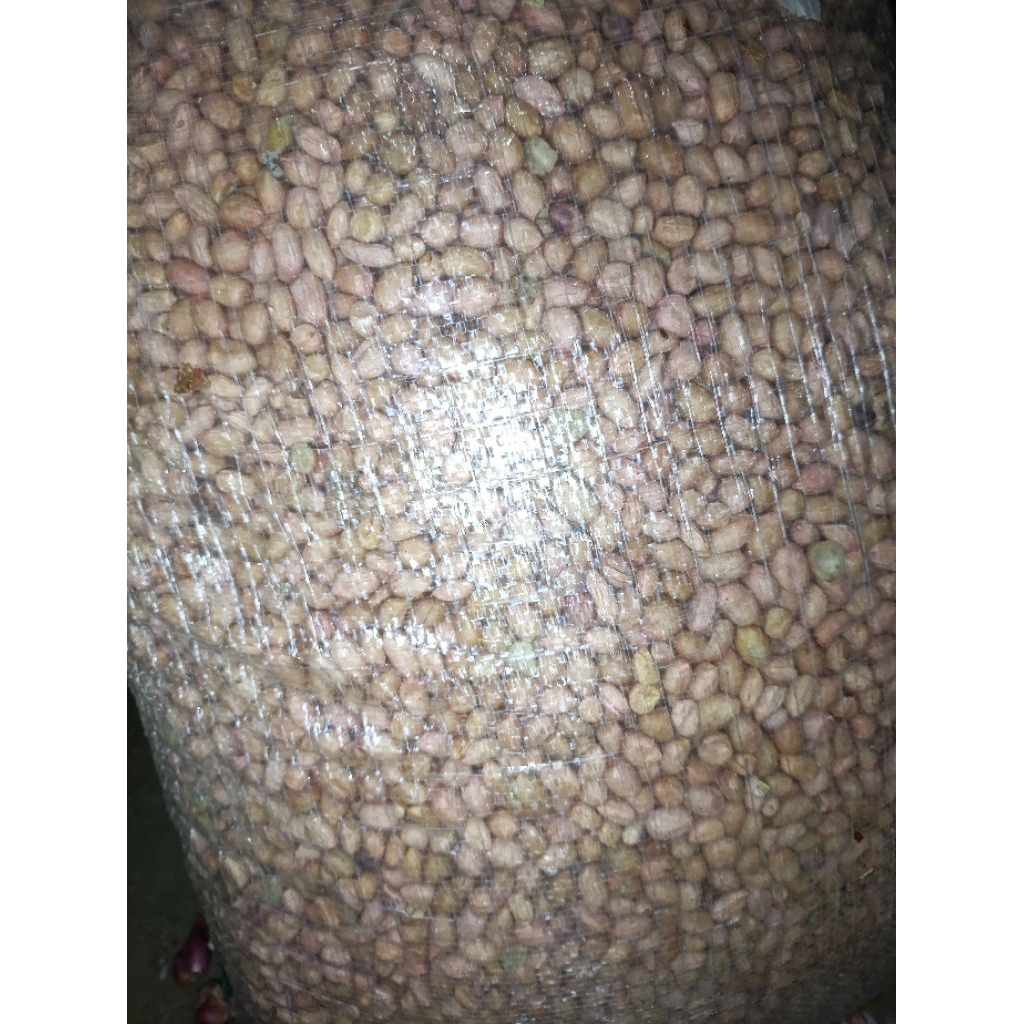 

kacang tanah kering