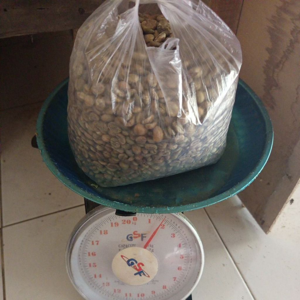 TULANG KOPI ASLI LOMBOK UTARA