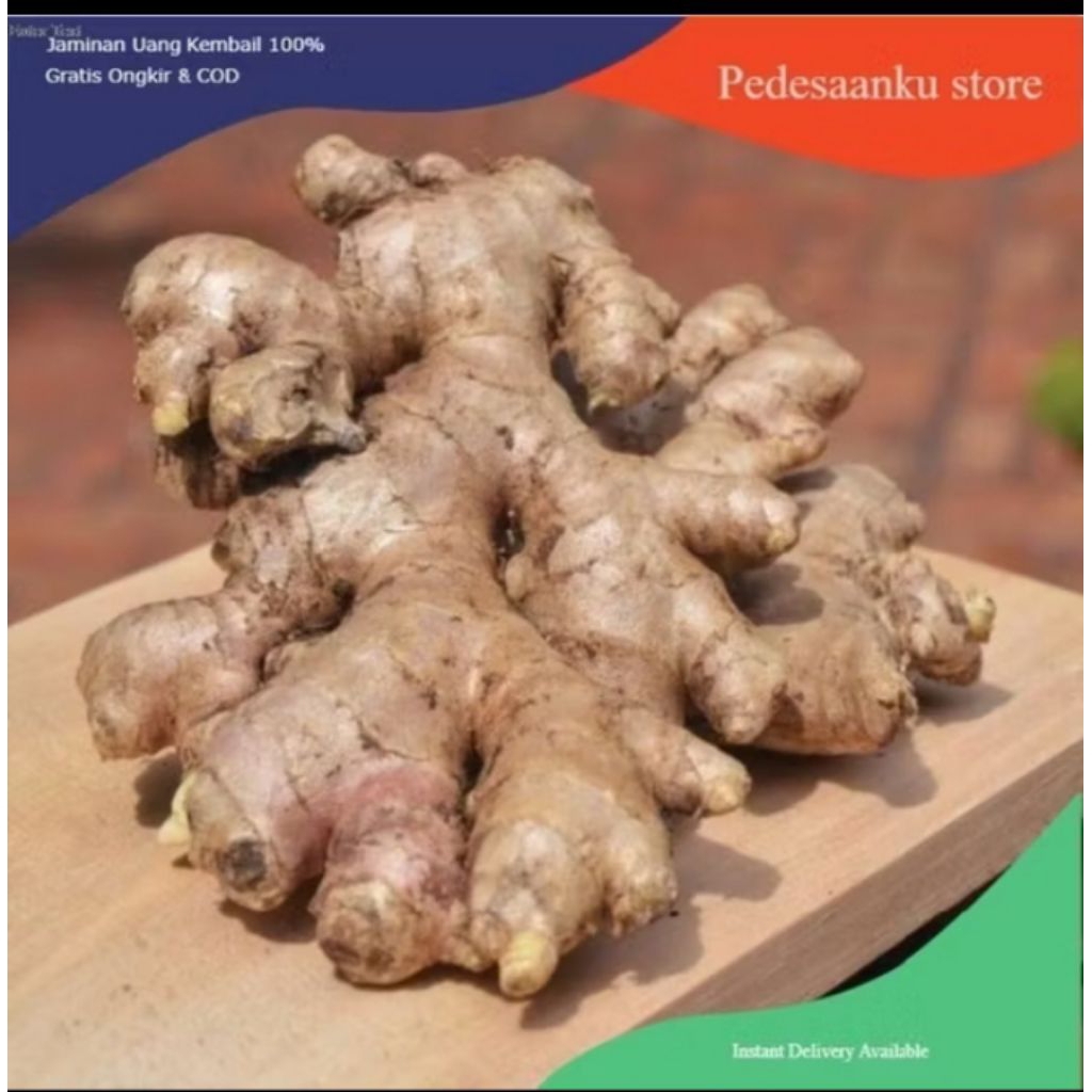 

Jahe Putih/Jahe Gajah 200 Gram